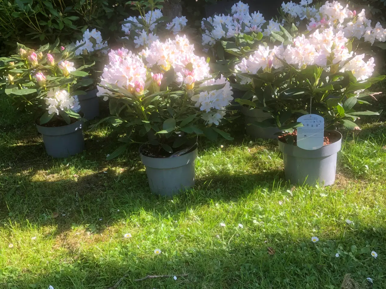 Billede 3 - Rhododendron. R. Cunninghams White