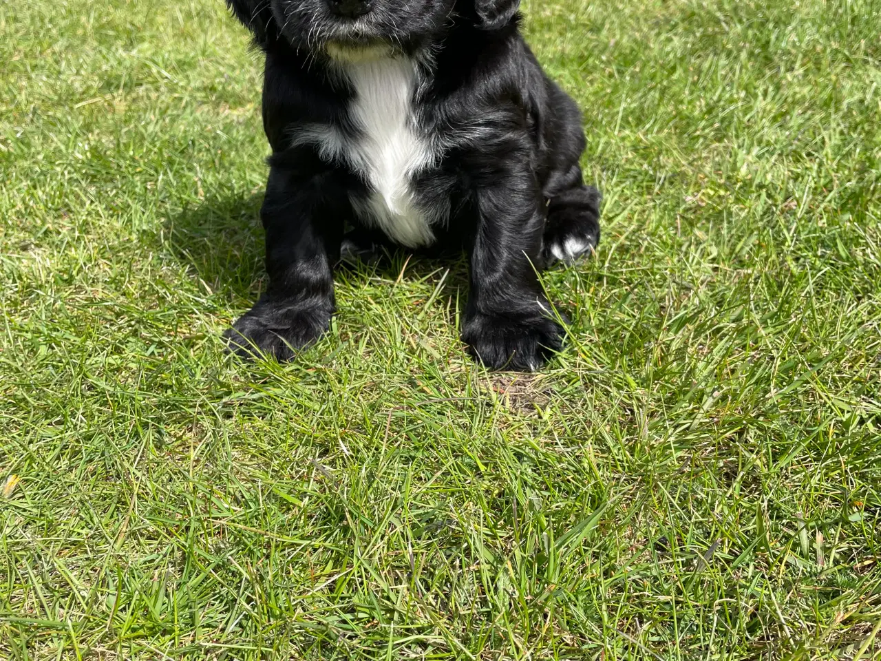 Billede 5 - Kun 1 tilbage. Cocker Spaniel hvalpe klar 18/5