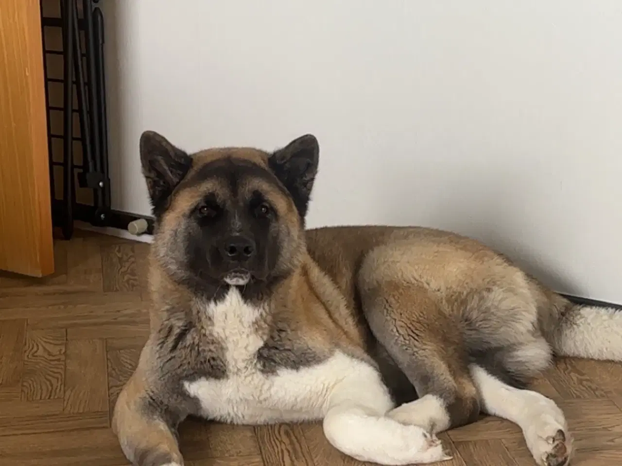 Billede 5 - Amerikansk Akita