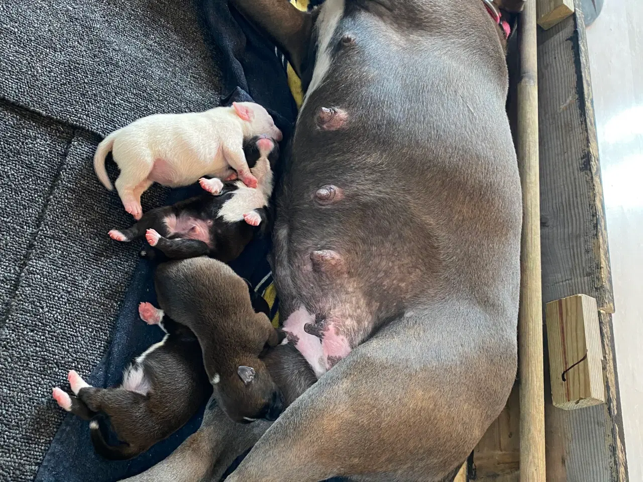 Billede 5 - Staffordshire bullterrier hundehvalpe