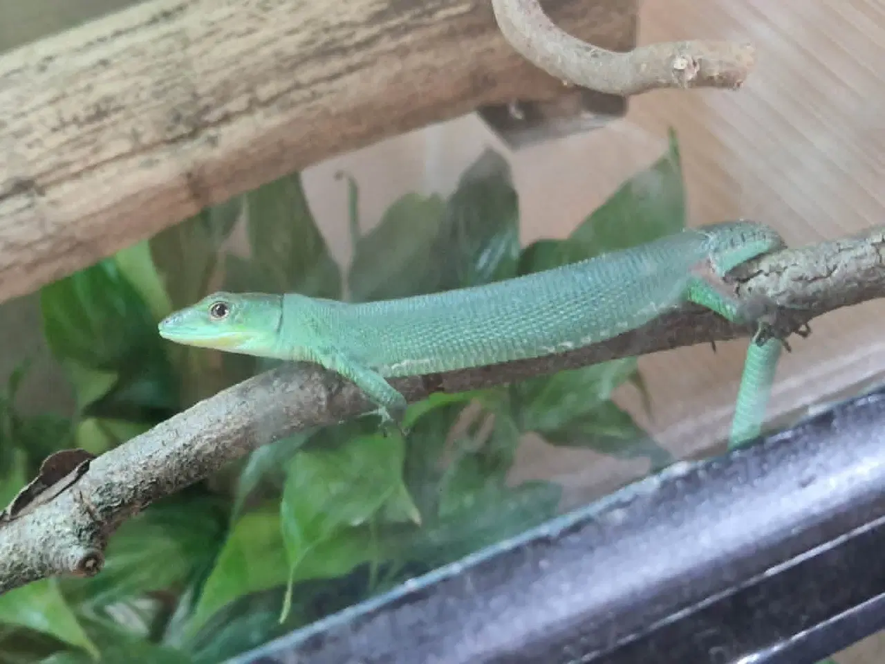 Billede 3 -  Et par Gastropholis Prasina