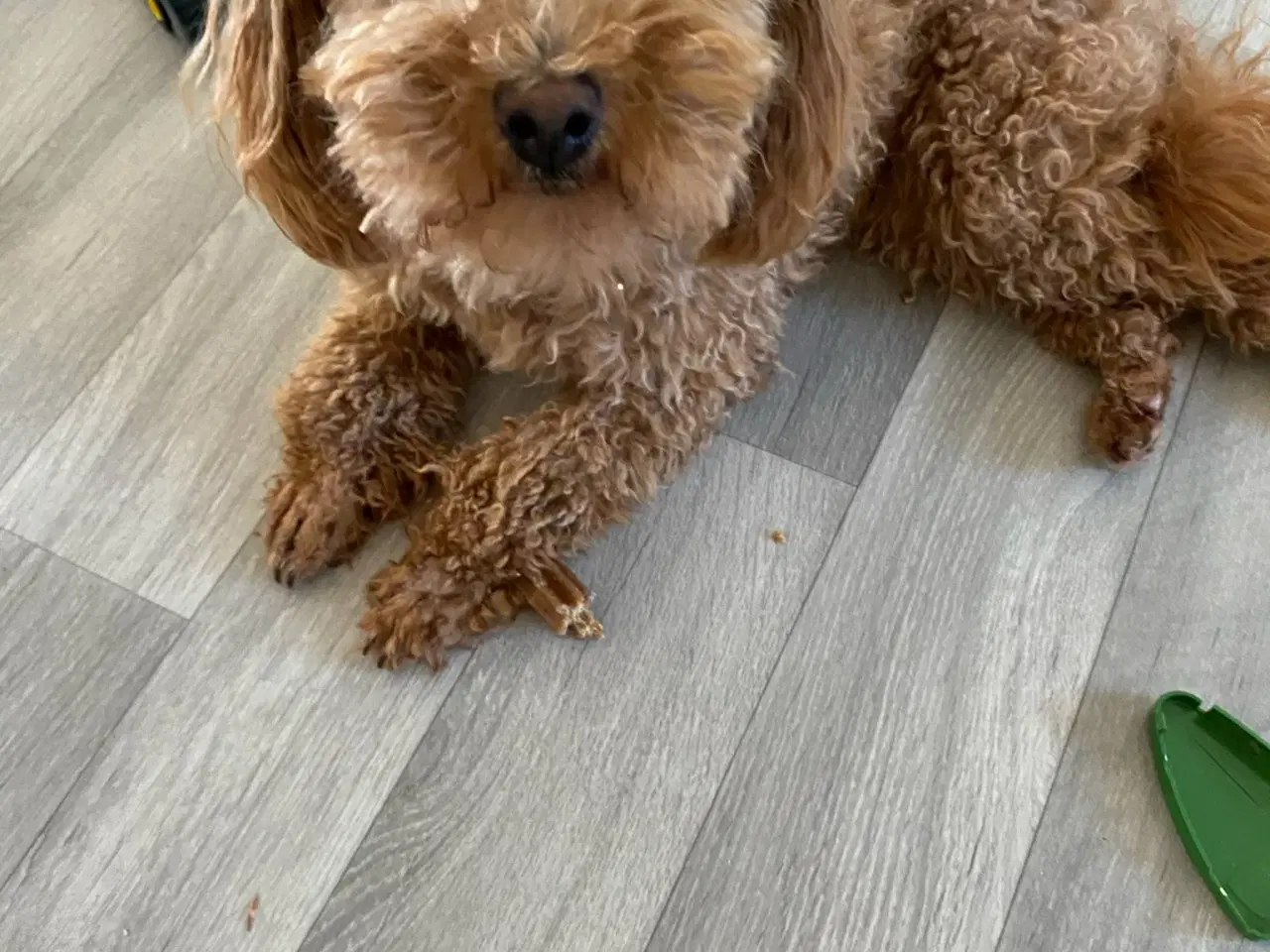 Billede 3 - Søger nyt hjem - mini goldendoddle 