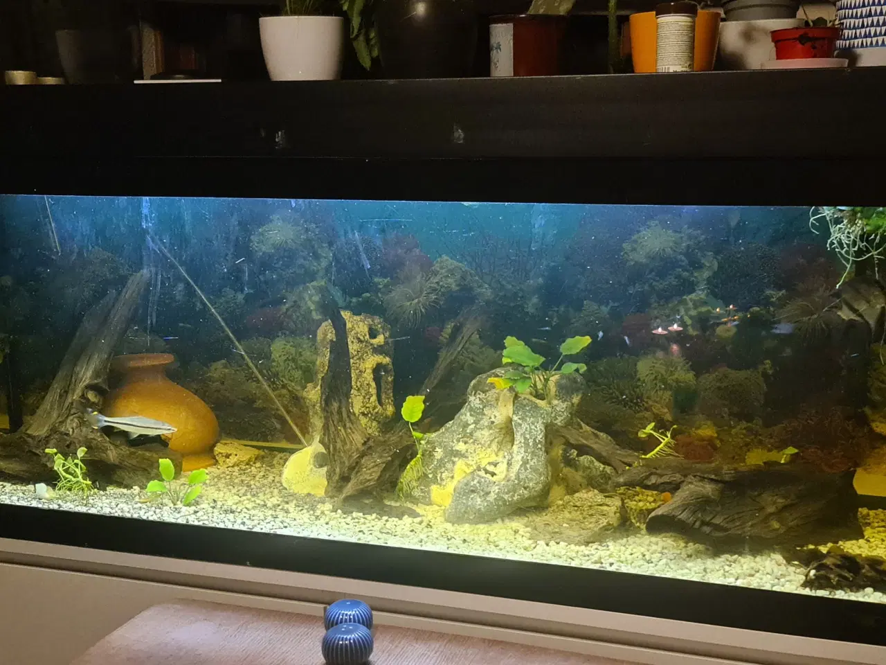 Billede 6 - Akvarie, 450L, med indhold