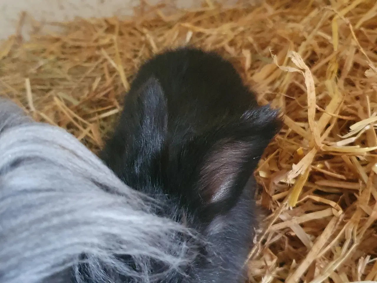 Billede 1 -  Angora unger