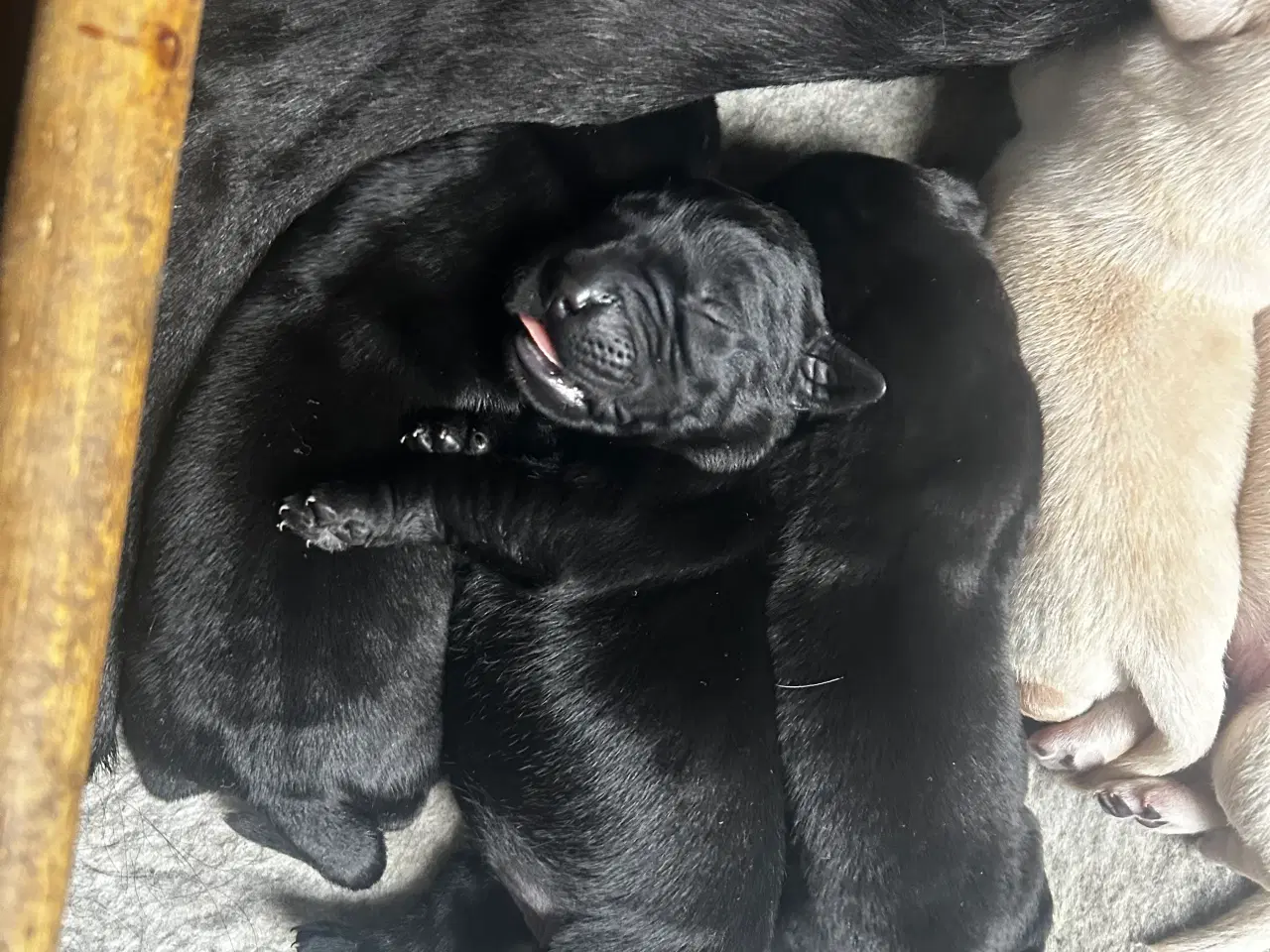 Billede 6 - Golden retriever/ labrador 