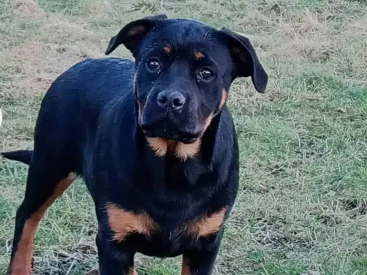 Billede 5 - Rottweiler 