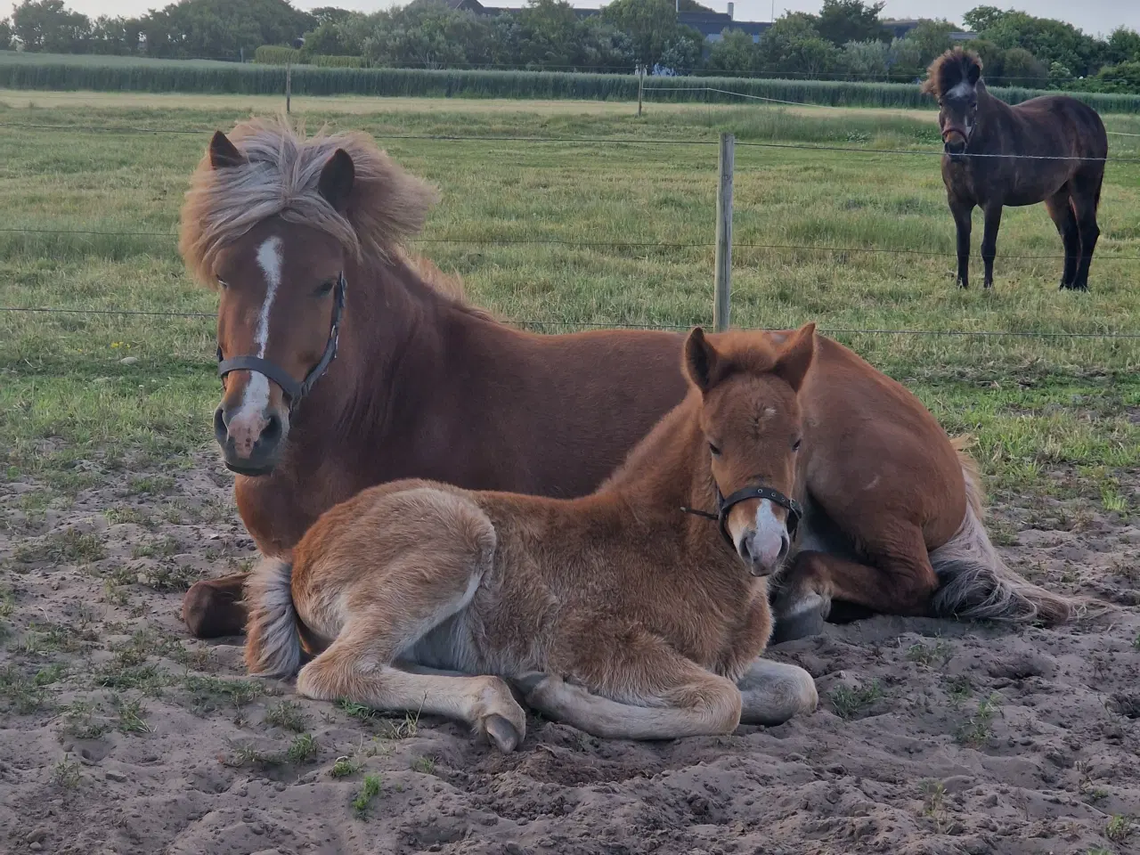 Billede 2 - Fantastisk smuk islænder hingst føl sælges 