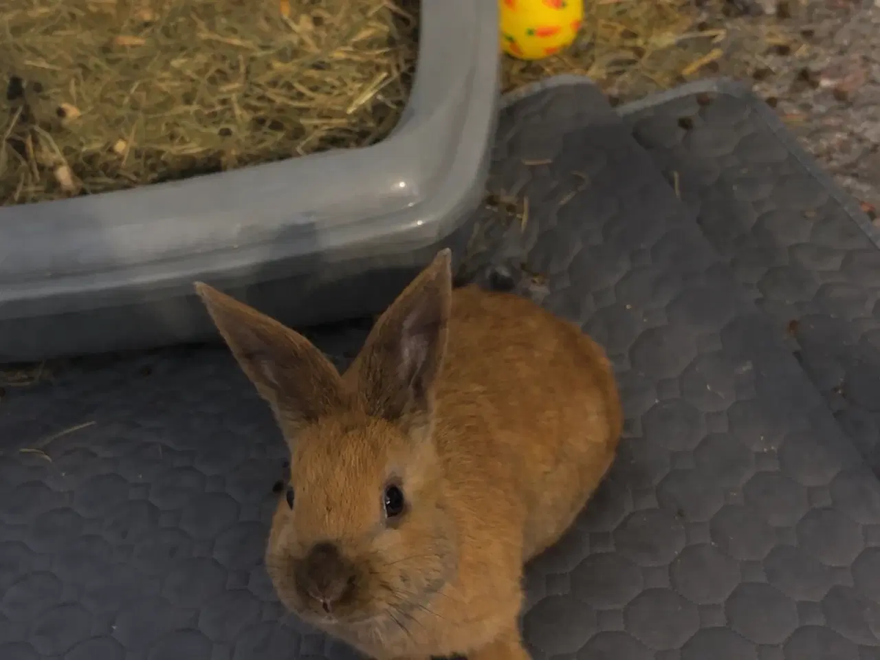 Billede 8 - Løvehovde kaniner 