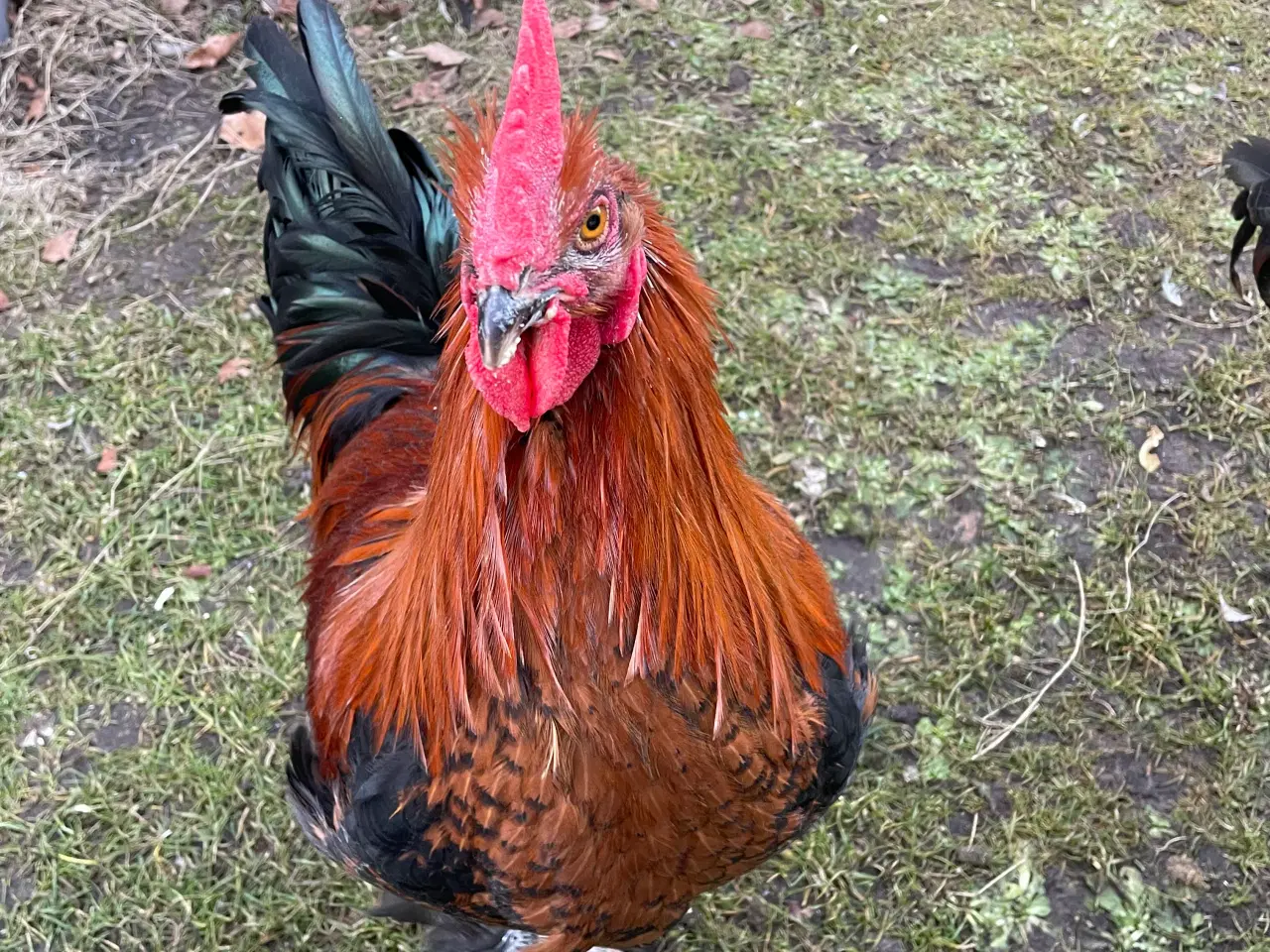 Billede 12 - Racerene Sorte Kobber Maraner og 3 blandingshaner