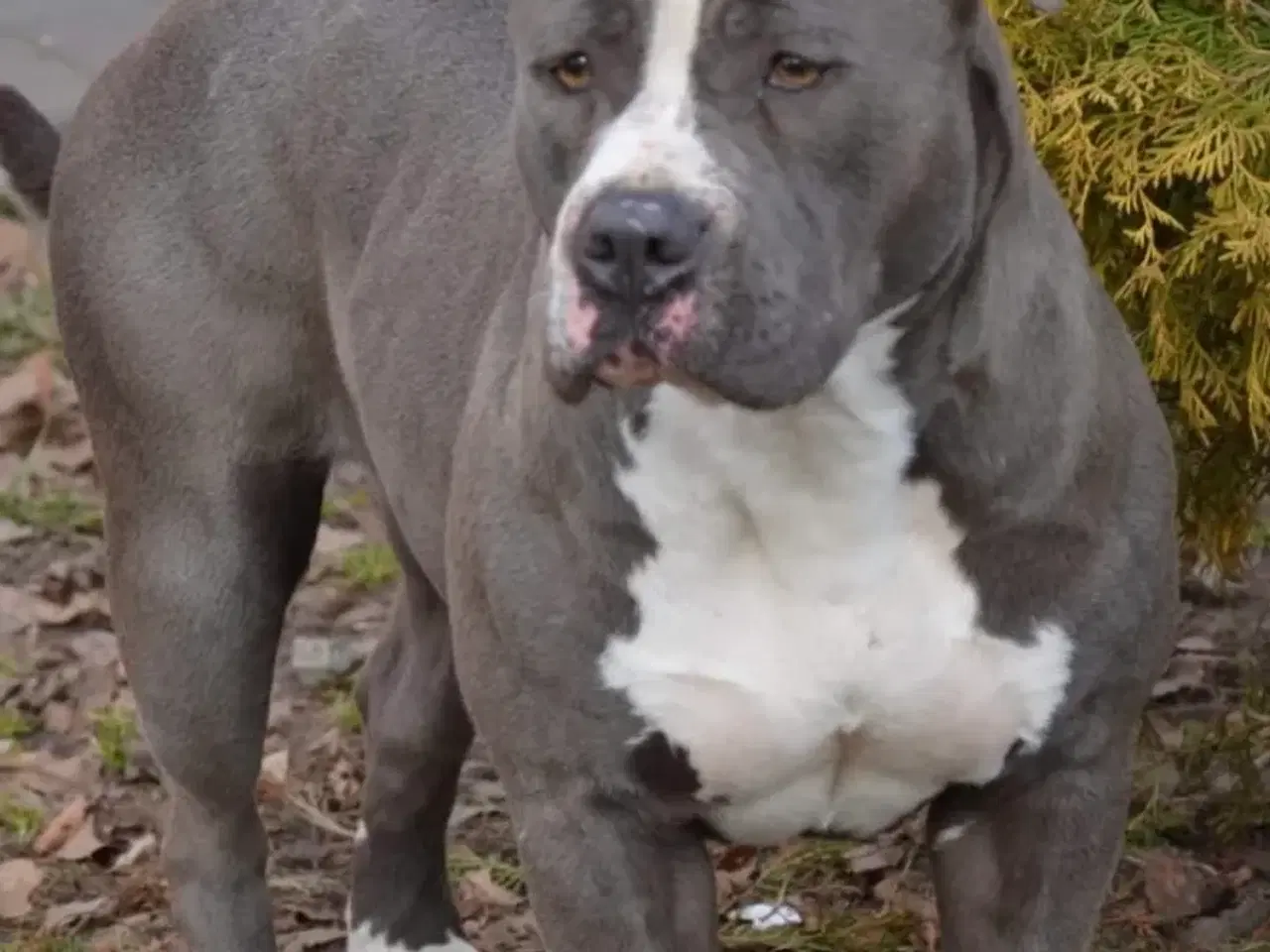 Billede 5 - American bully XL 