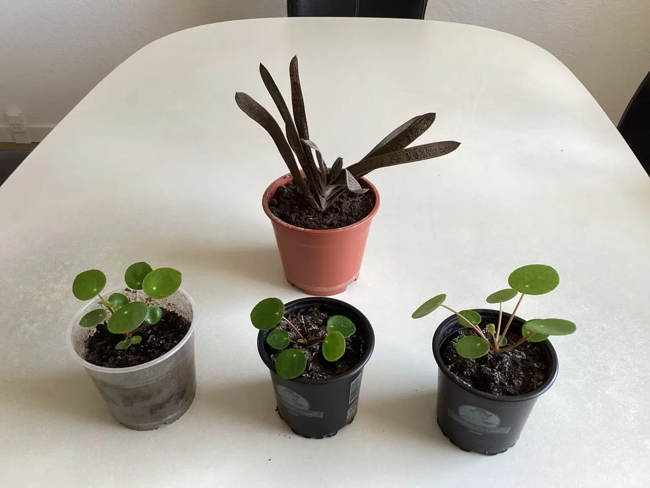 Billede 1 - Pilea (pengetræ) planter og Aleo Vera plante