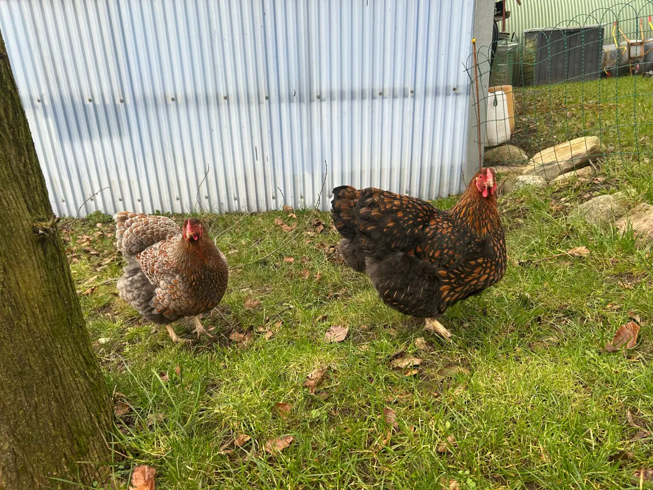 Billede 2 - Rugeæg Guld blå randet wyandotter stor 