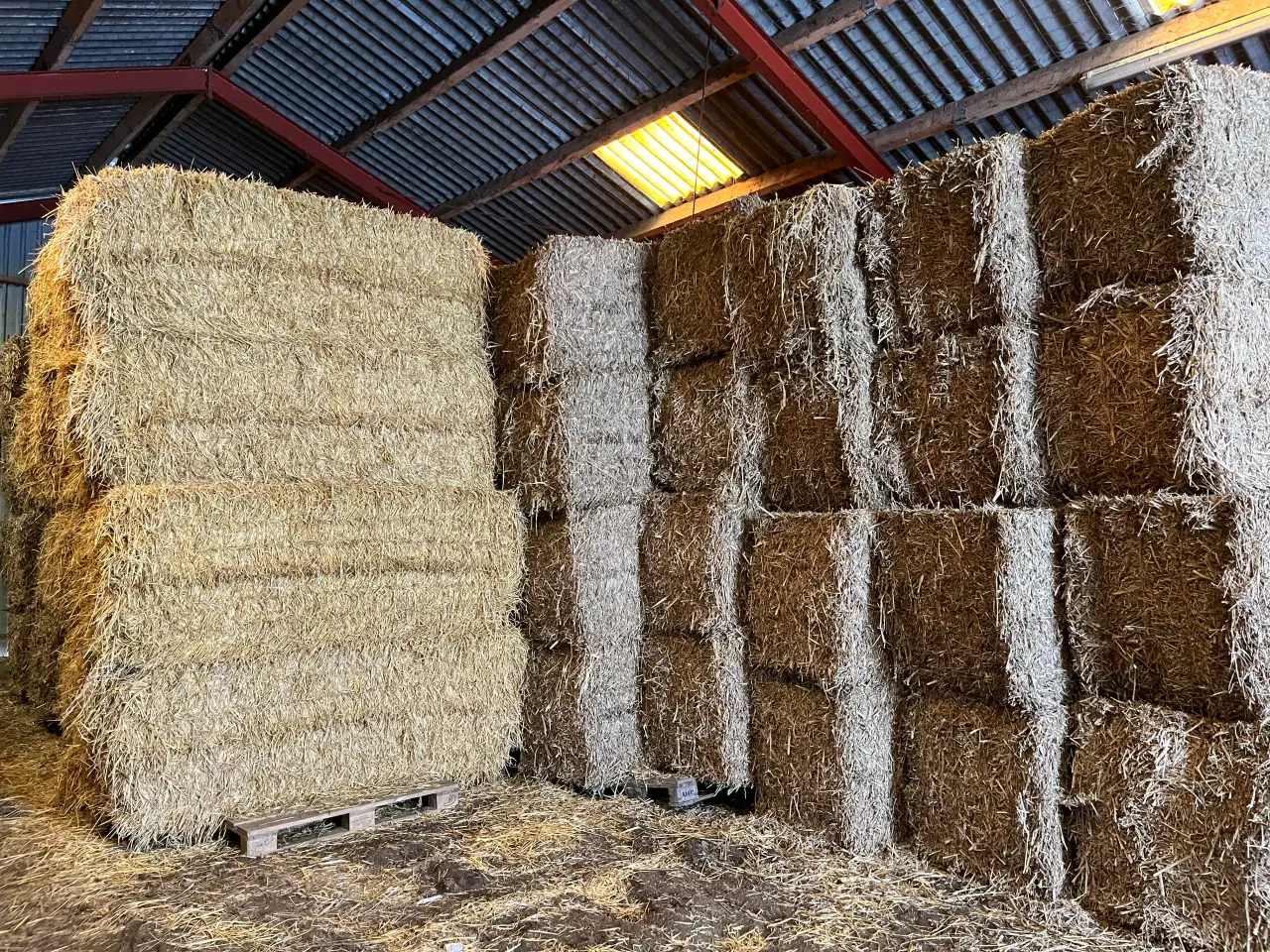 Billede 1 - Raps Halm