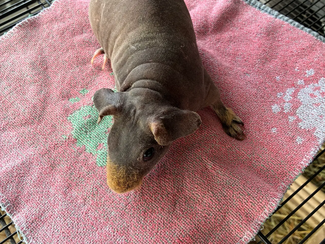 Billede 11 - Marsvin i forskellig aldre skinner er hunner