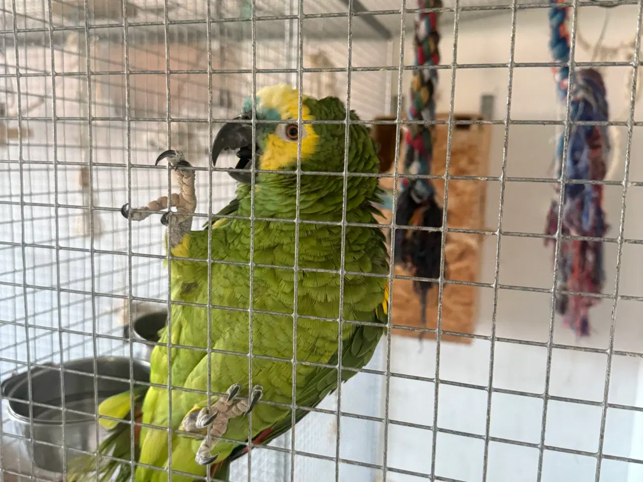 Billede 2 - Amerzon papegøje