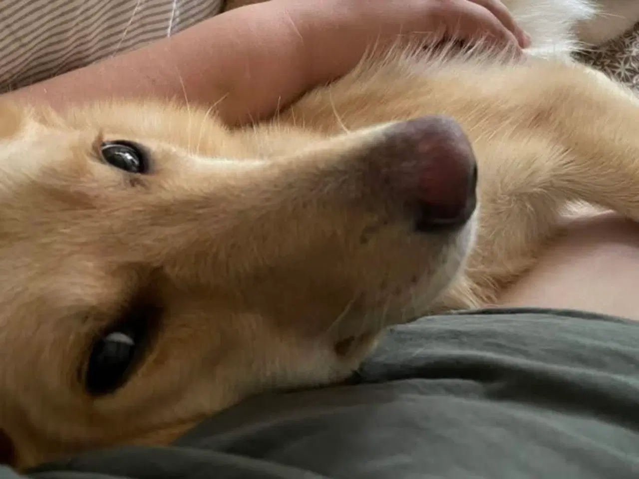 Billede 6 - Smukke Daisy søger familie