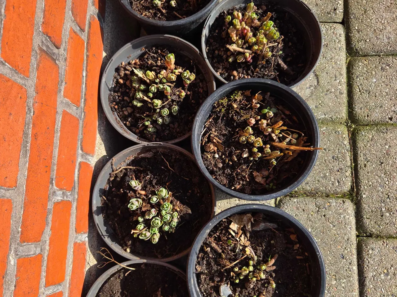 Billede 3 - Sankt Hans urt