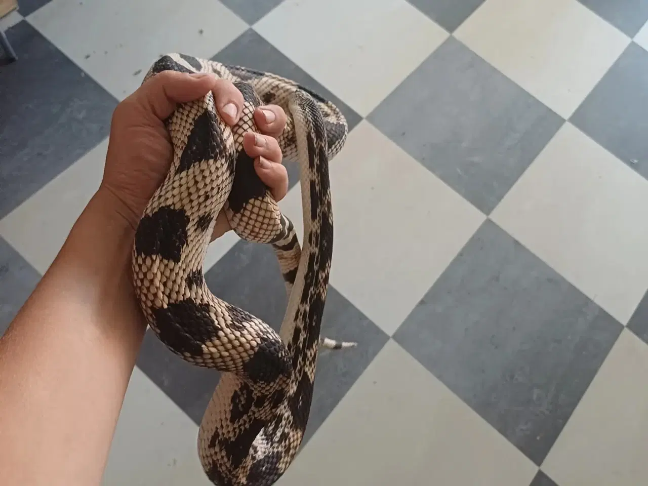 Billede 1 - Slanger sælges 
