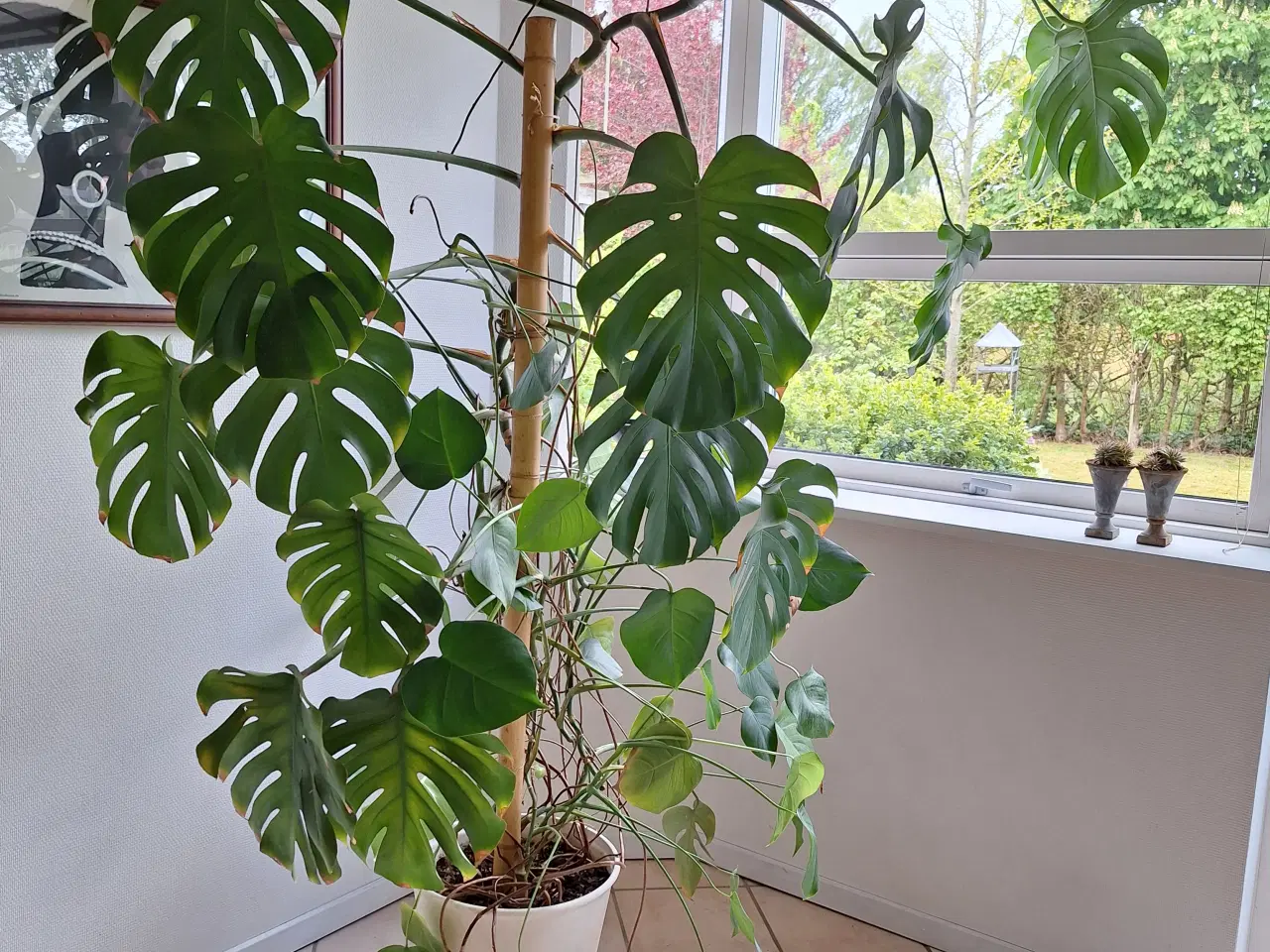 Billede 1 - Fingerphilodendron
