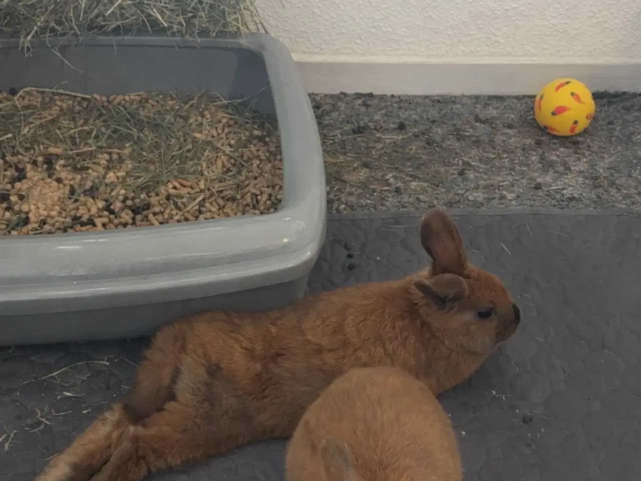 Billede 5 - Løvehovde kaniner 
