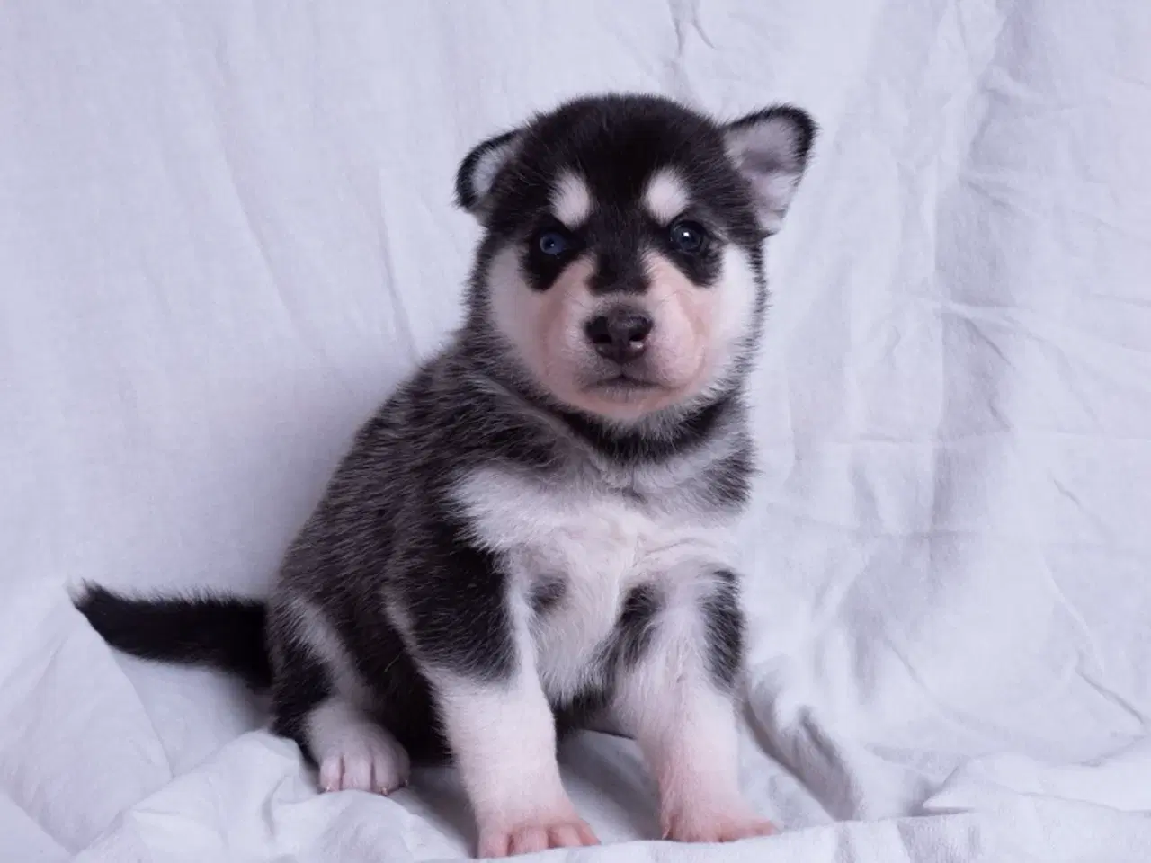 Billede 2 - Alaskan Husky/malamute hvalpe