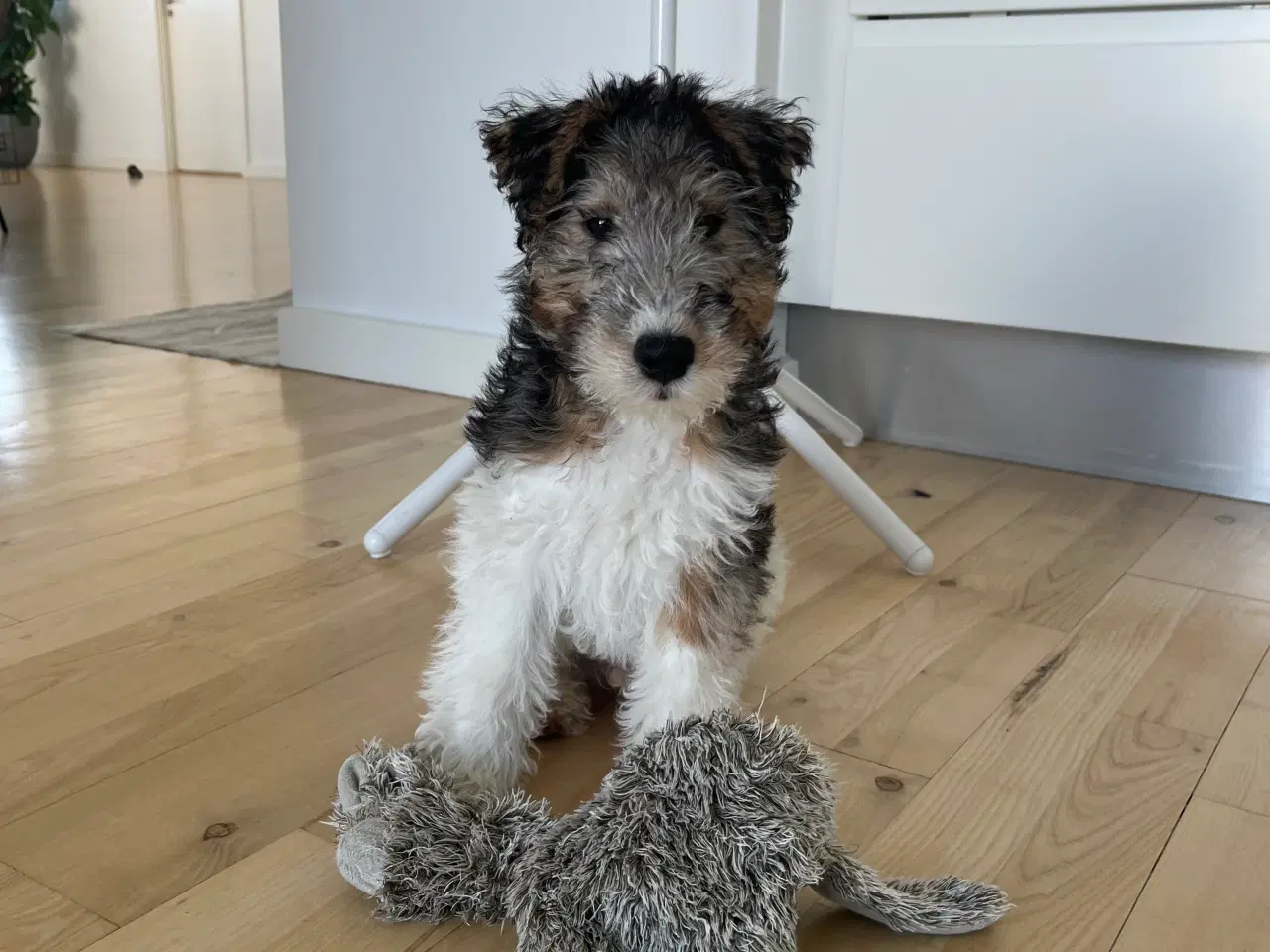 Billede 3 - Foxterrier 13 uger