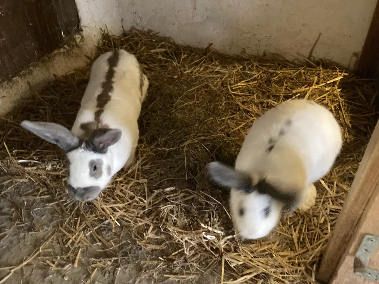 Billede 2 - Store fine Tyske kæmpeschecke