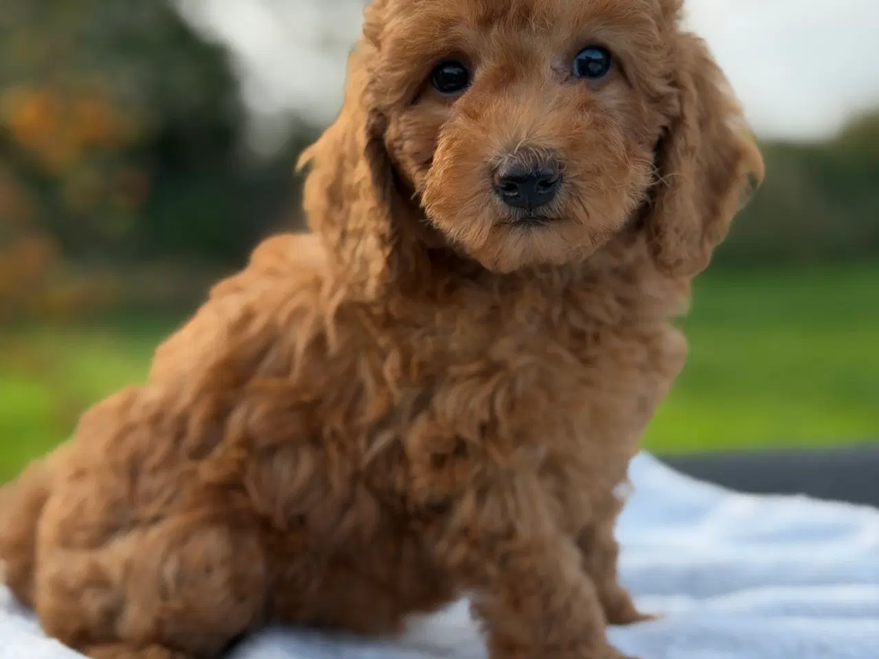 Billede 4 - Røde Puddel