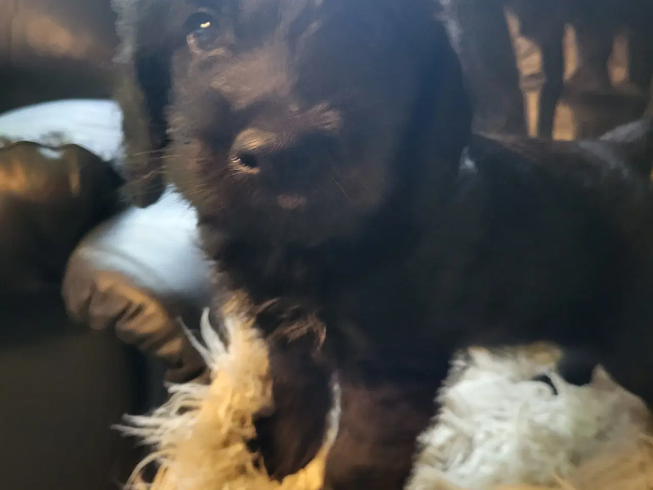 Billede 2 - Labra Doodle Hvalpe 