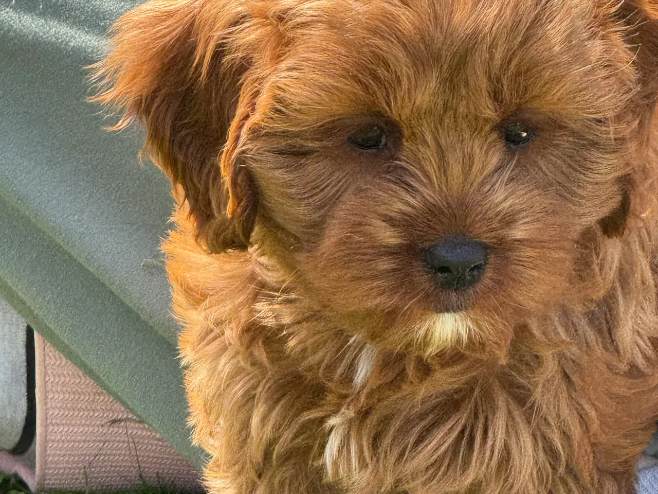 Billede 9 - Cavapoo Rejseklar 