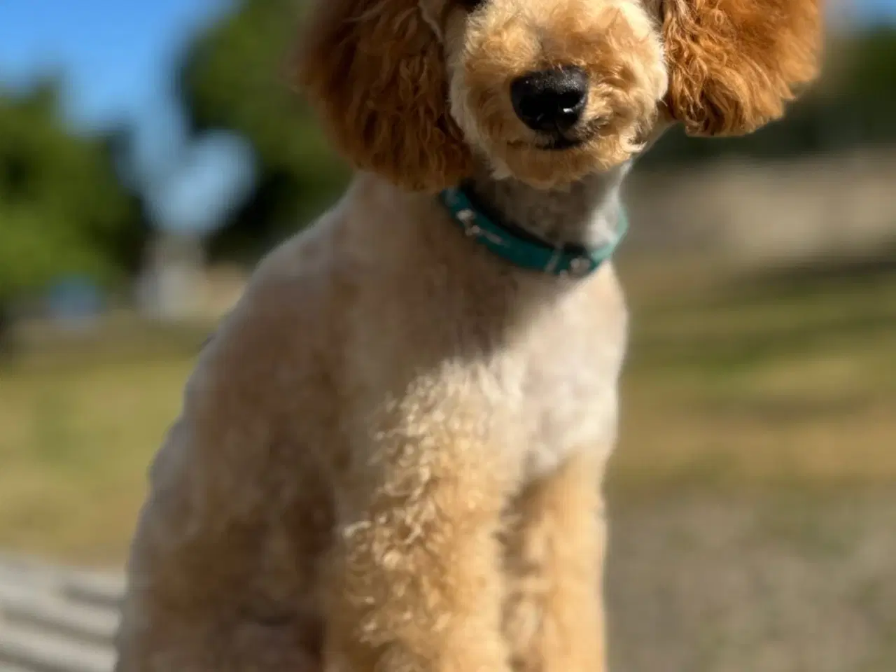 Billede 6 - Cava/cockerpoo hvalpe søger kærlige hjem