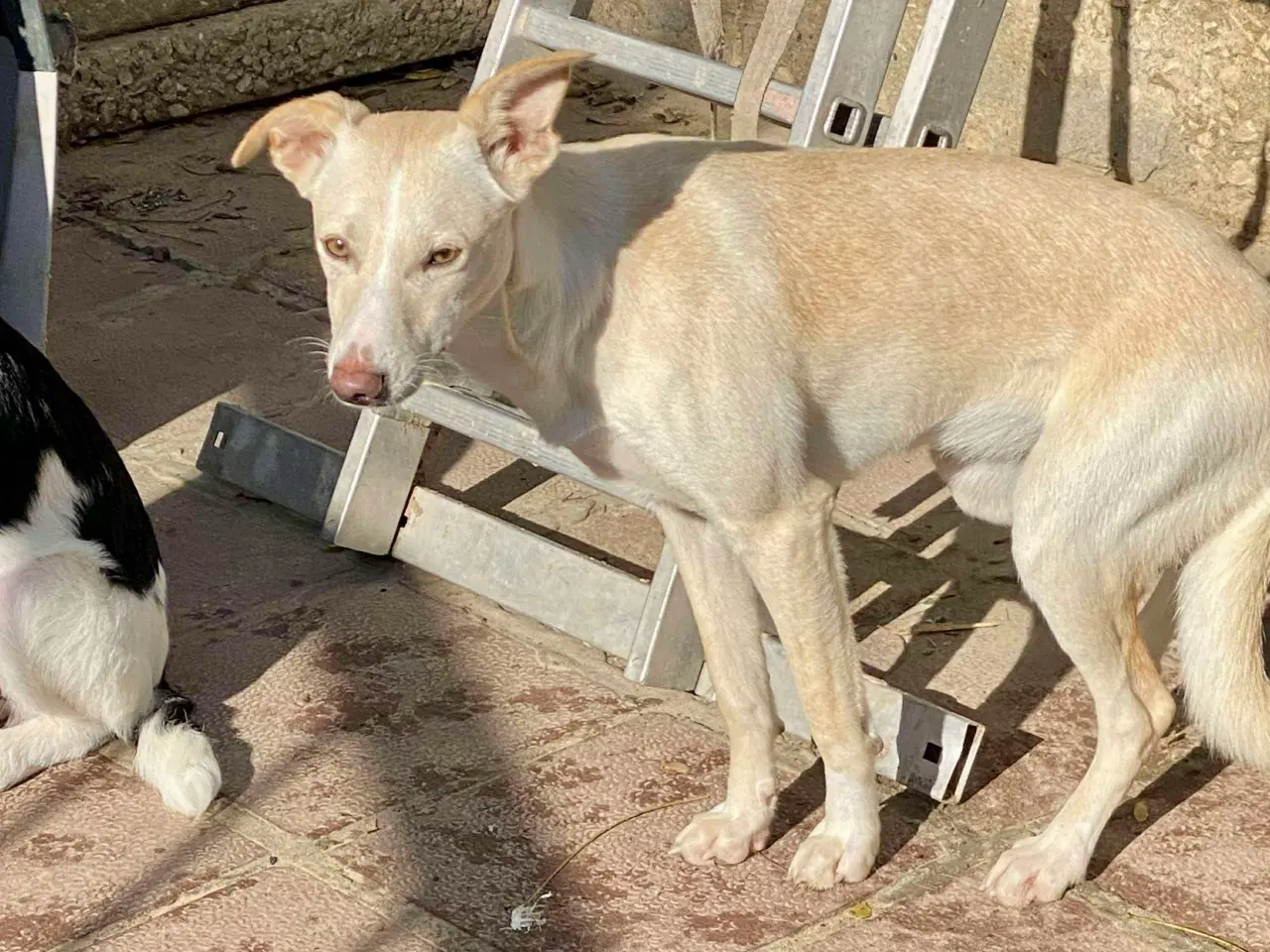 Billede 3 - Vidunderlige Lotus søger sin helt egen familie 🥰