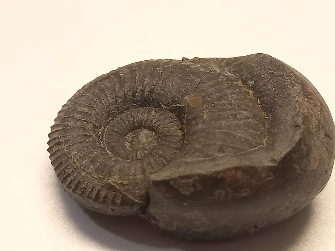 Billede 3 - Ammonit fossil 