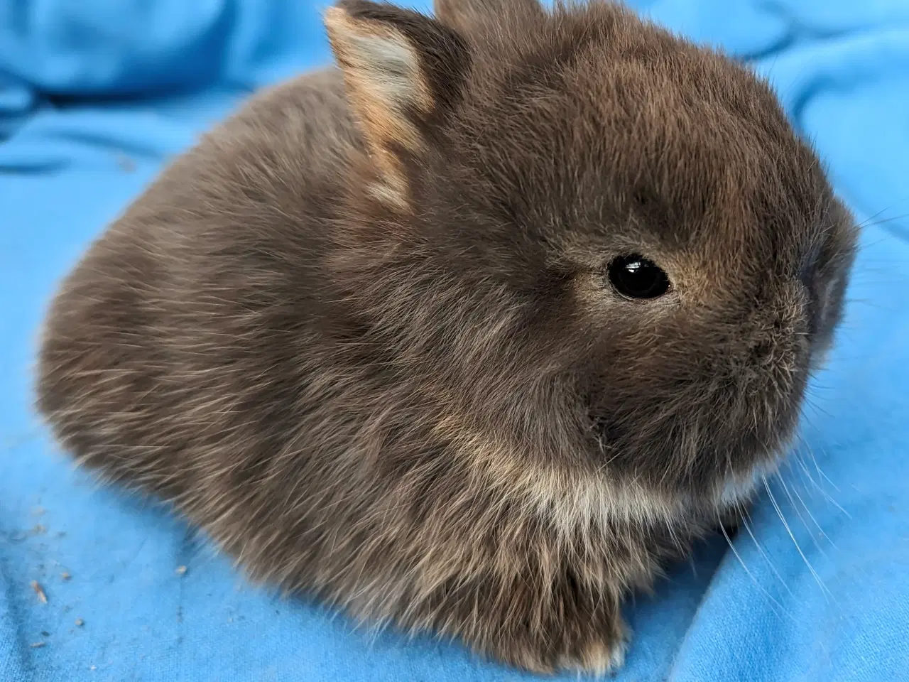 Billede 1 - Hermelin kaninunge sælges 