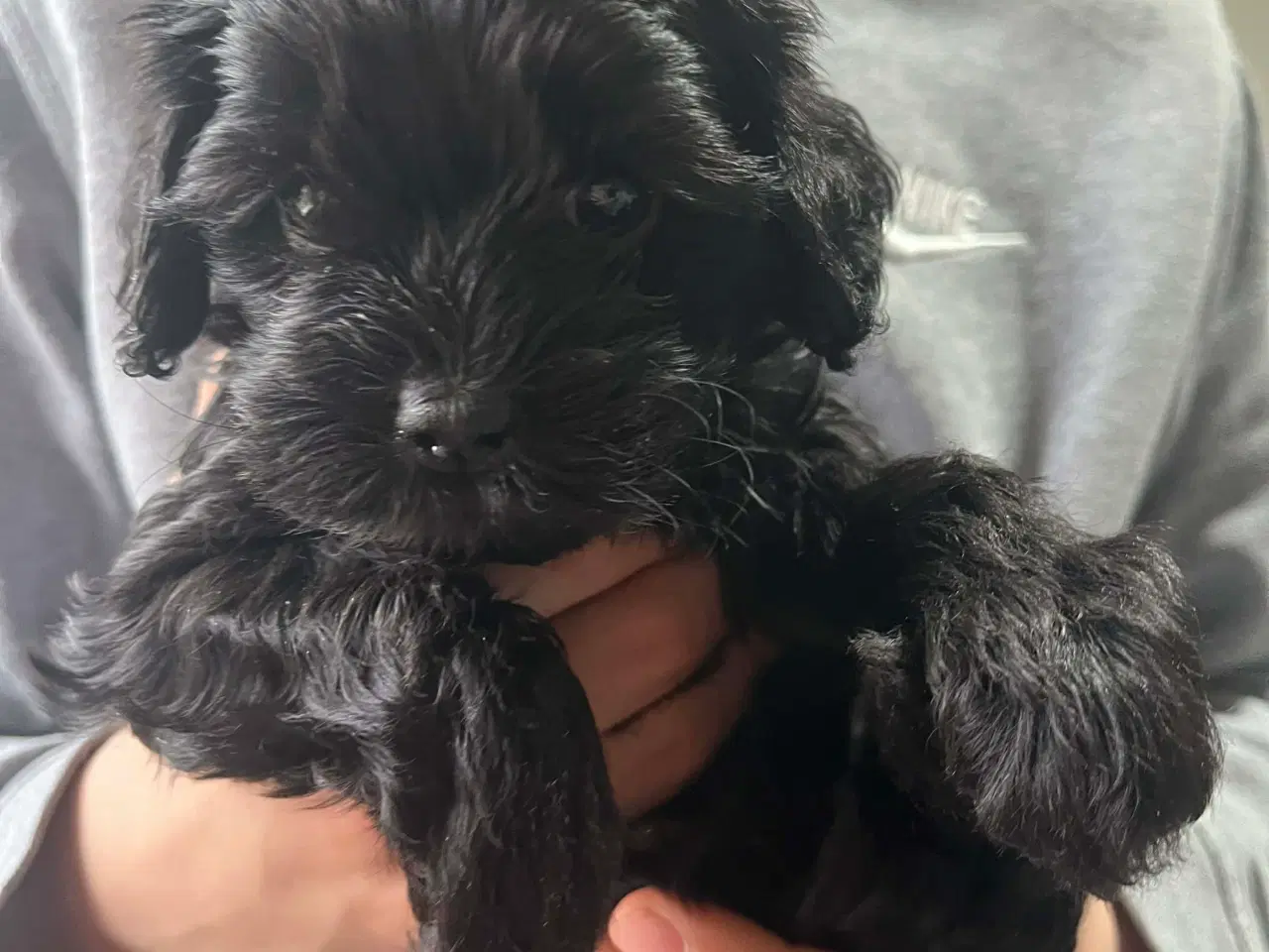 Billede 1 - Puddelblanding til salg