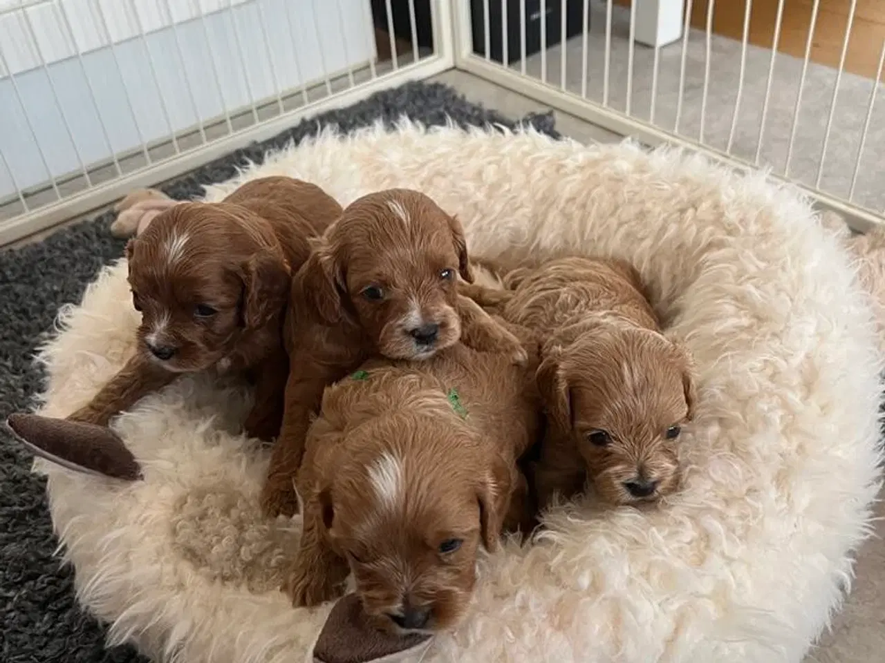 Billede 5 - Cavapoo F1