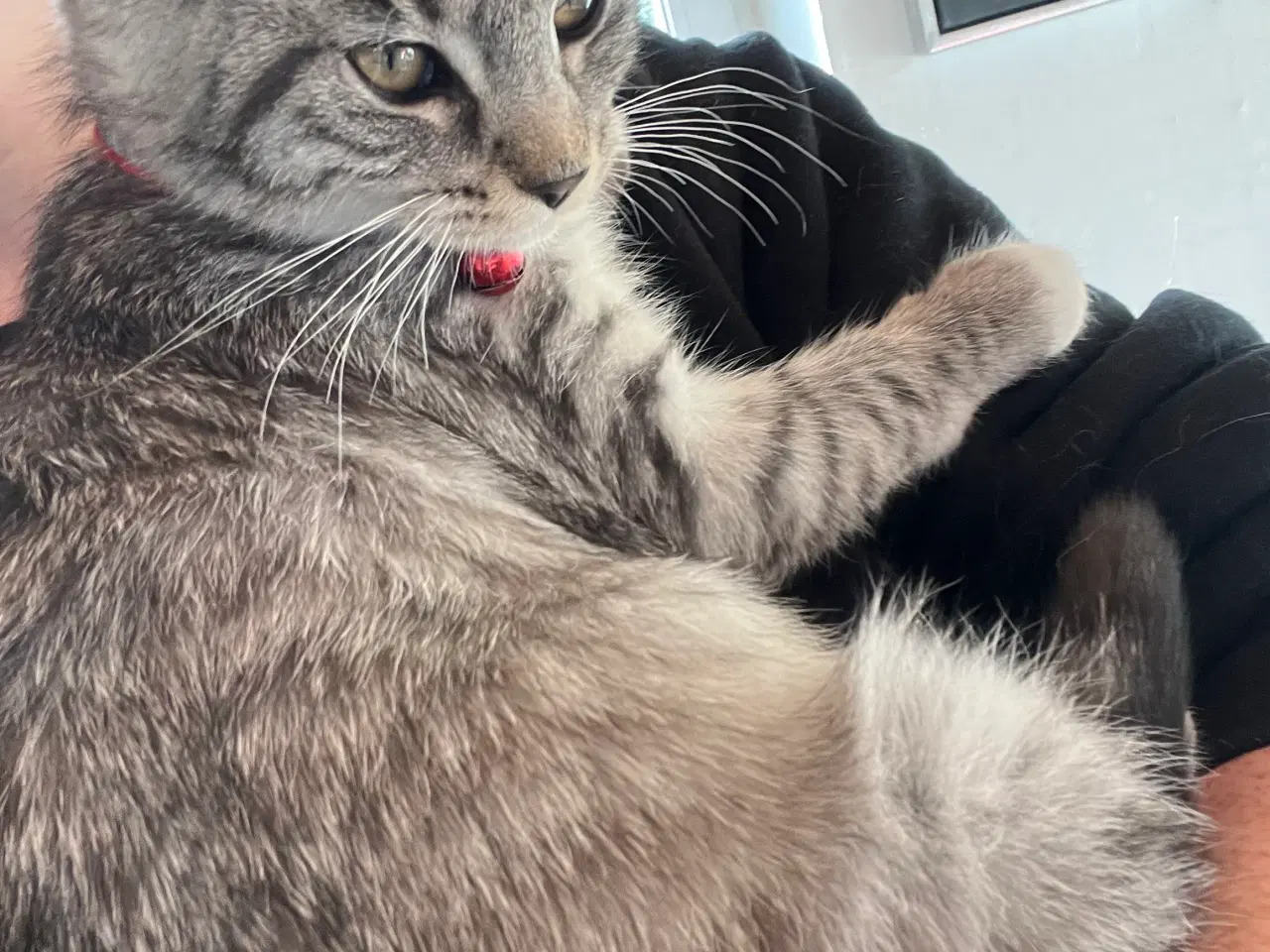 Billede 4 - Maine Coon blandning 