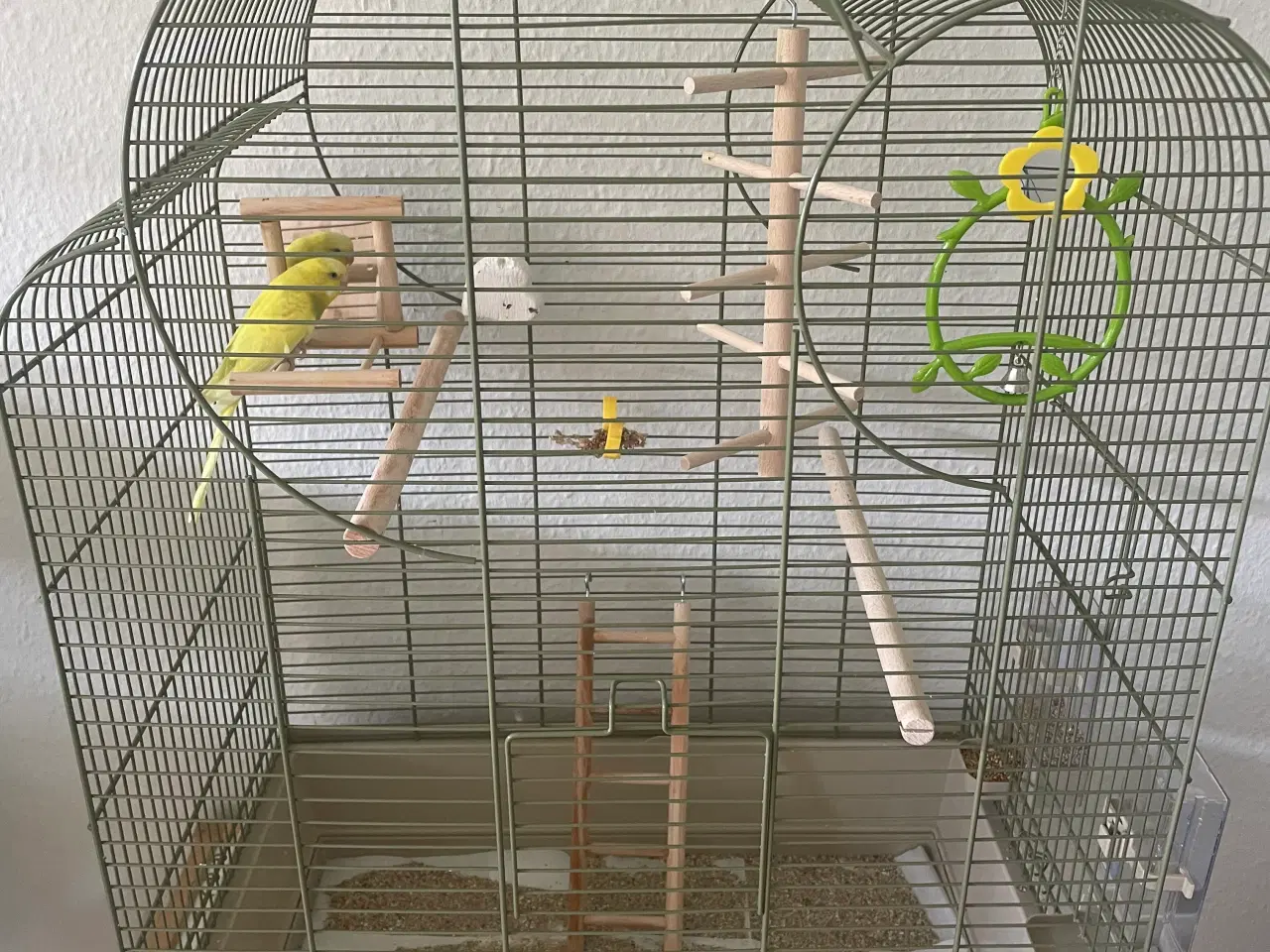 Billede 1 - Undulat med alt tilbehør 