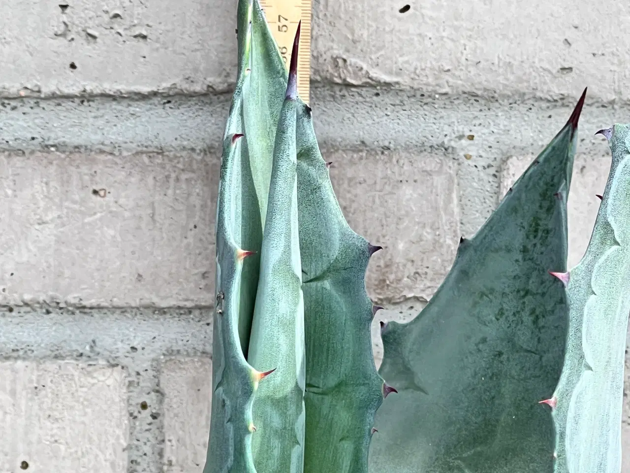 Billede 2 - Agave stor 60+cm i 30cm potte