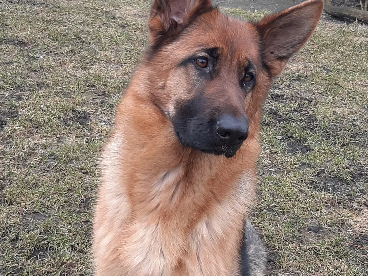 Billede 2 - Schæfertæve 10 mrd. gl.