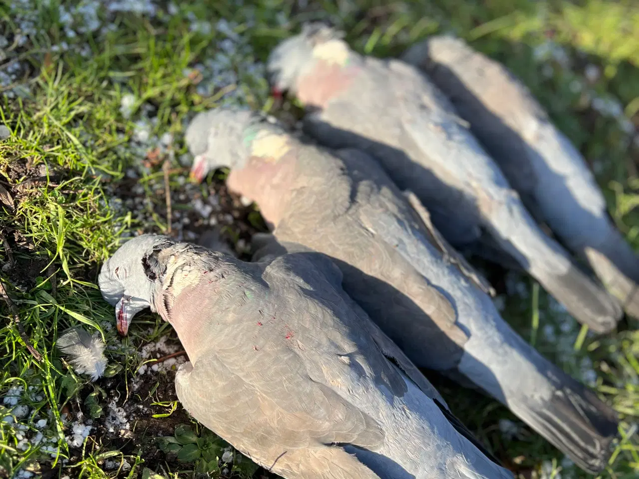 Billede 5 - Miroku over under o/u kaliber 12/70