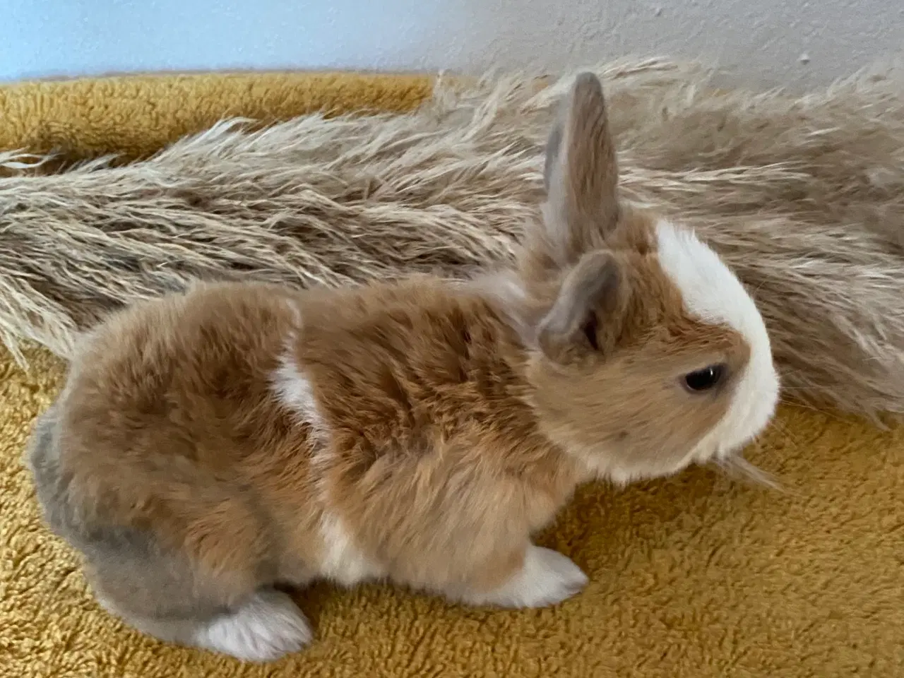 Billede 4 - HOLLÆNDER HUN MADAGASCAR