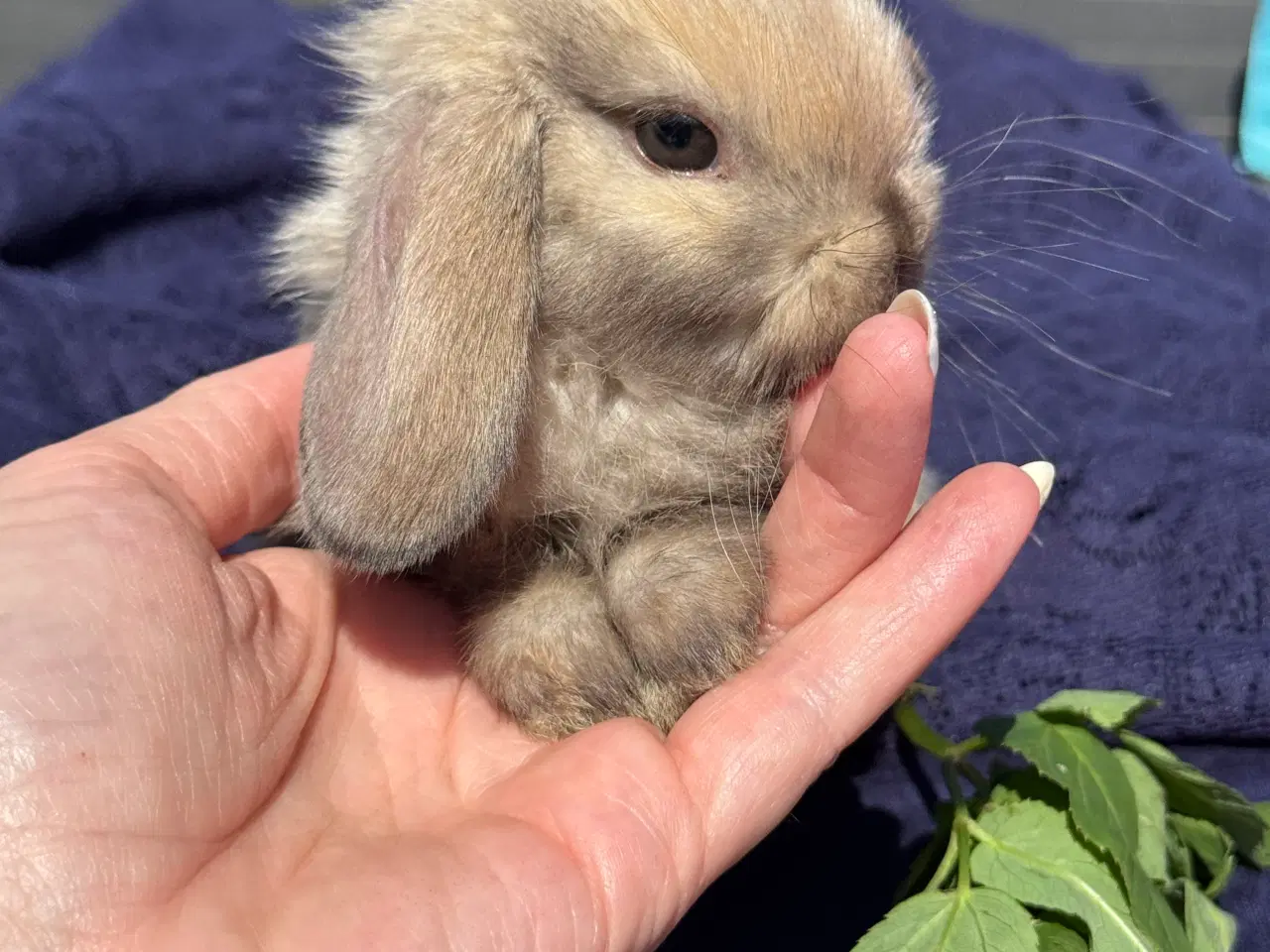 Billede 1 - Mini lop kanin unge