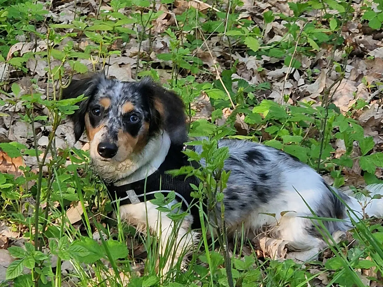 Billede 4 - Parring merle Gravhund han