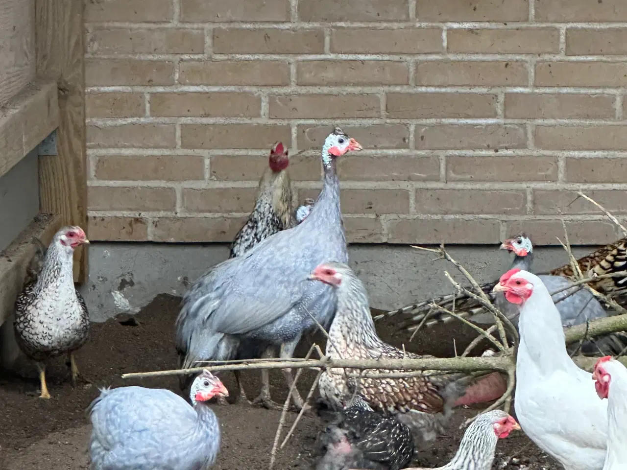Billede 1 - Perlehøns