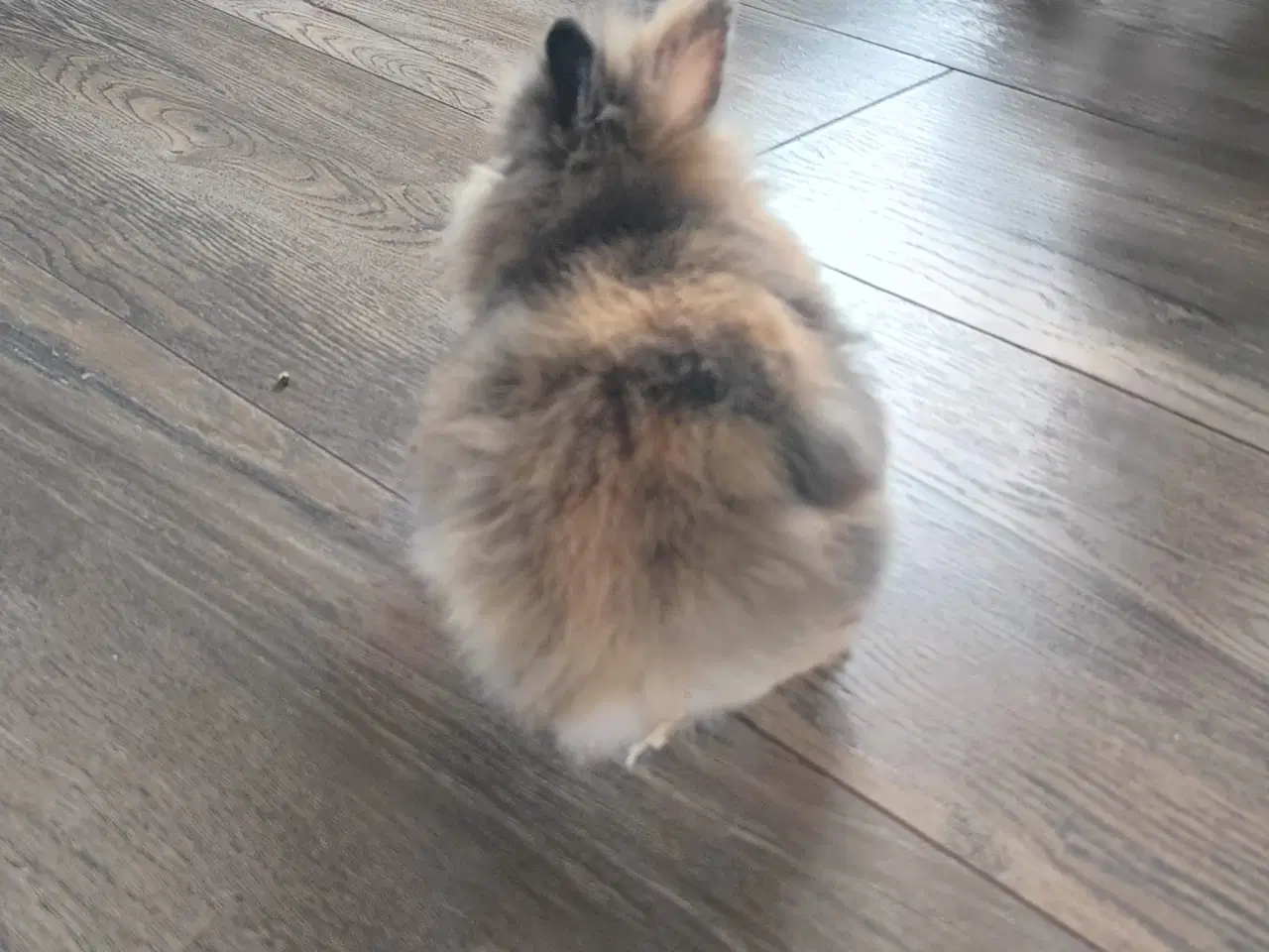 Billede 4 - Sød ung Teddy dværgkanin til salg 🐰 