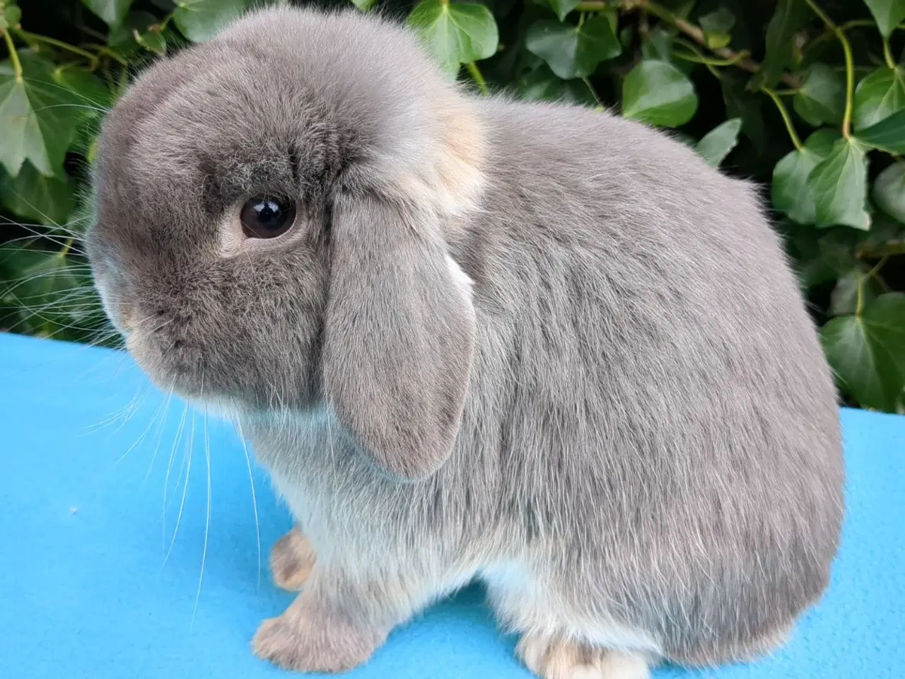 Billede 1 - Minilop kanin sælges