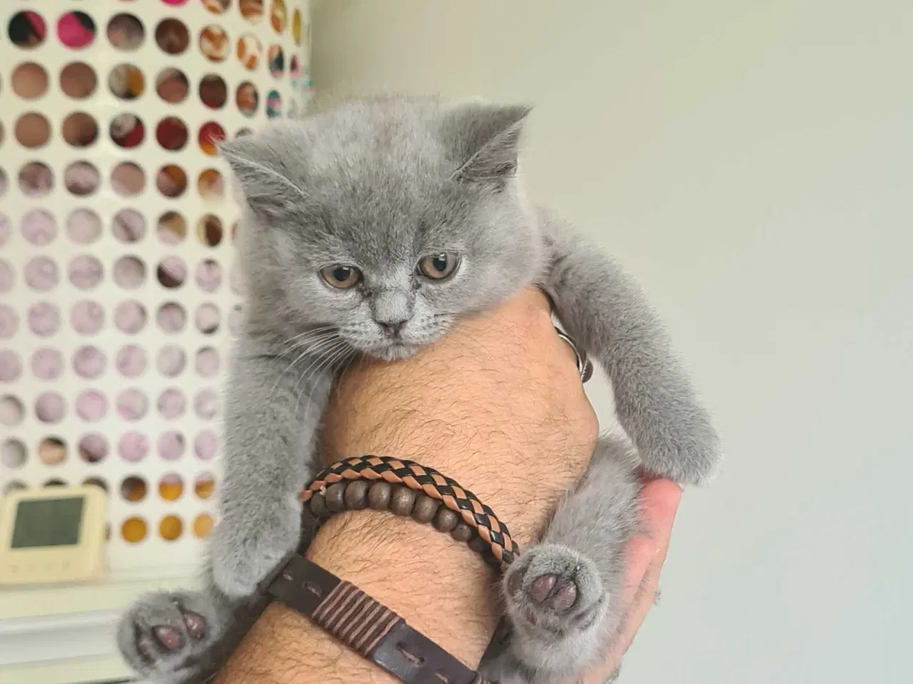 Billede 5 - British Shorthair killinger 