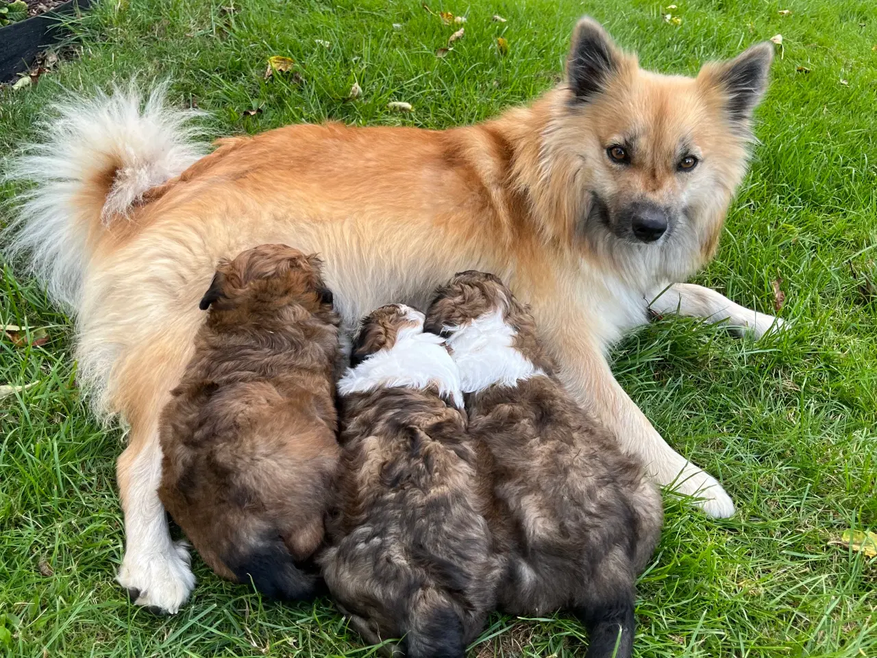 Billede 4 - Søde hundehvalpe 