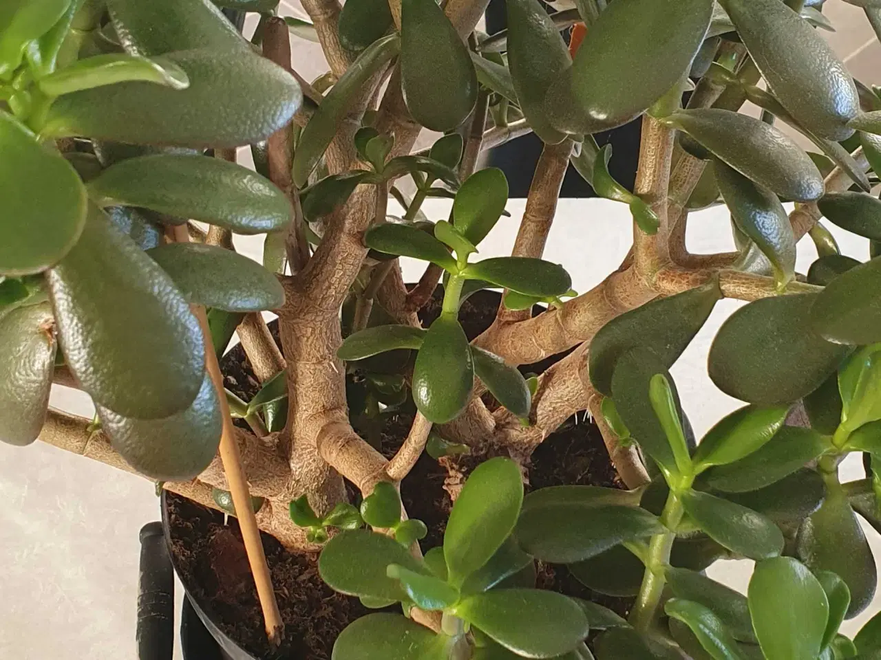 Billede 6 - Store grønne planter